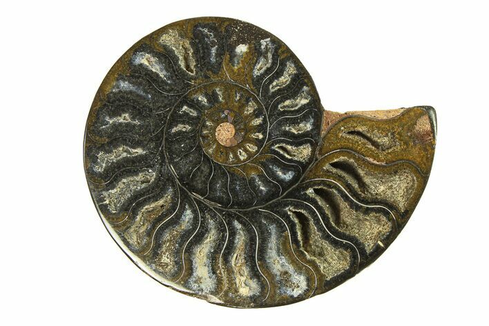 Cut & Polished Ammonite Fossil (Half) - Unusual Black Color #296317